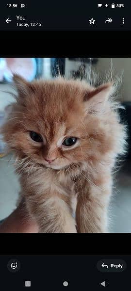 Persian cat for sale raabta number 03287625932 WhatsApp 1