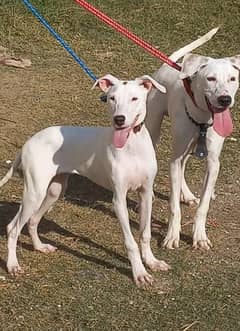 pure kuhati gultair pair male female dubble body top quality for sale