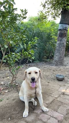 labrador