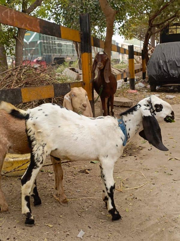 Bakra for sell 3