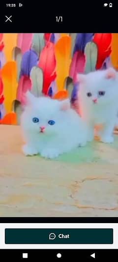 Persian cat for sale raabta number 03287625932 WhatsApp