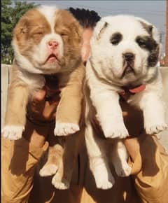 king alabai pair dog Male and female age 2month for