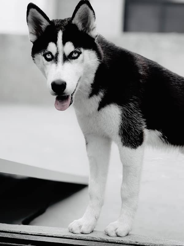 Siberian Husky Male 3