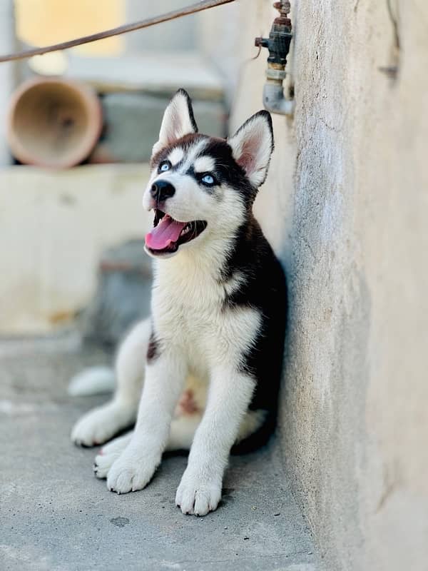 Siberian Husky Male 4