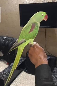 Raw parrot hand tame