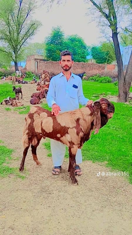 shera bakra 0