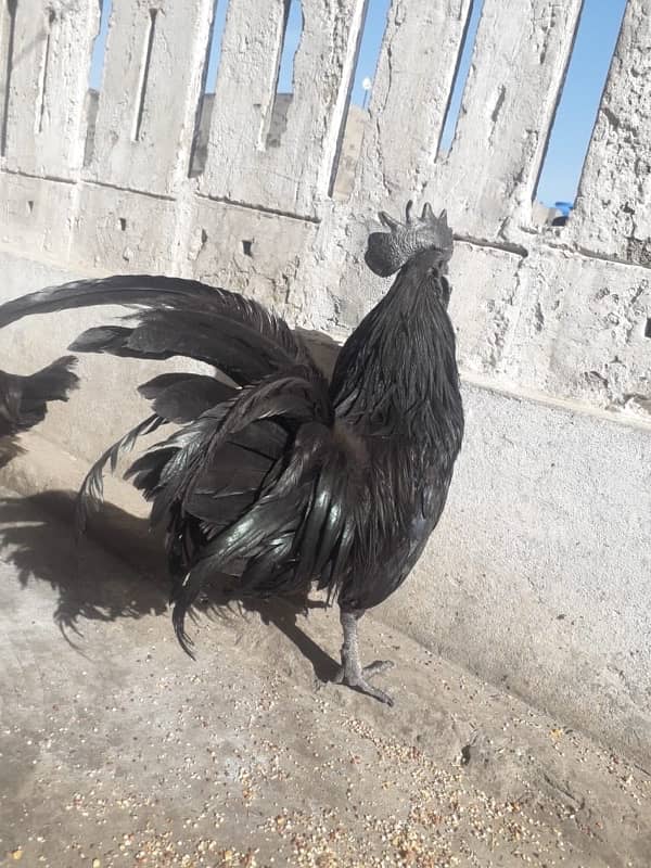 ayam cemani breeder trio 0