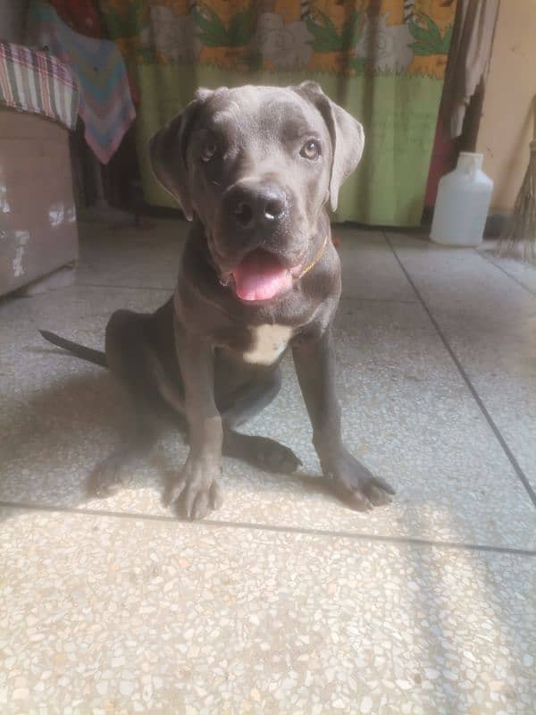 cane corso 1