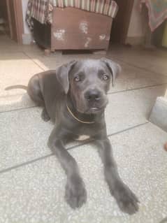 Cane corso male puppy available for sale