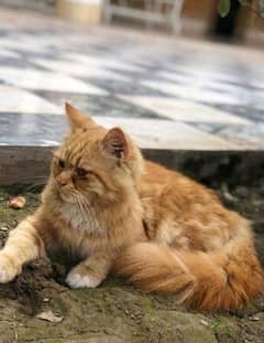 Persion triple coated ginger male age 14 month healthy and active