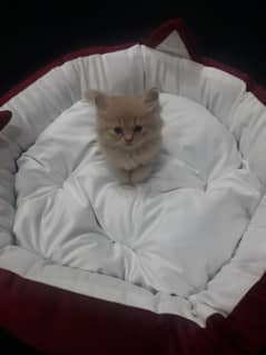 15K PERSIAN MALE RARE FAWN COLOR KITTEN