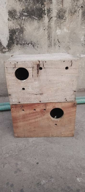 Lovebird keekar breeding Box 2