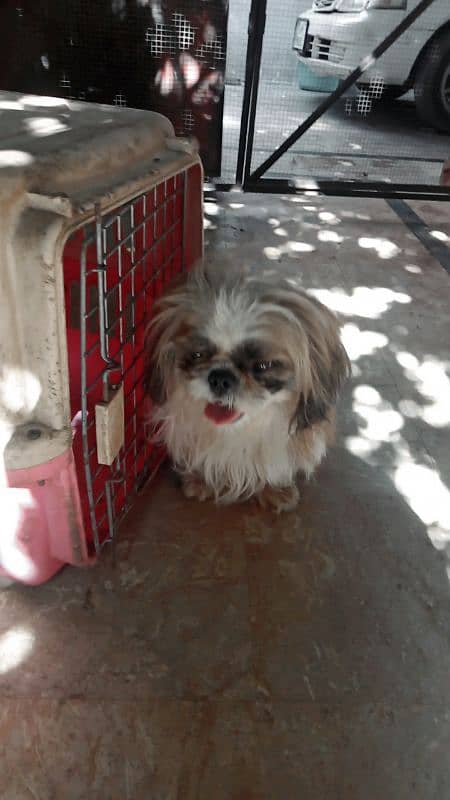 shihtzu breader male 3