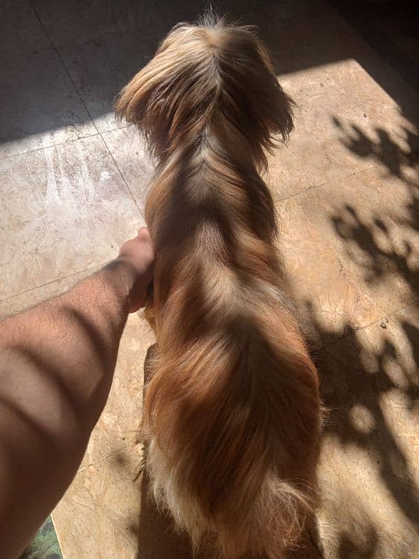 shihtzu breader male 4