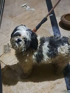 Shihtzu For Sale Healthy & Microchipped