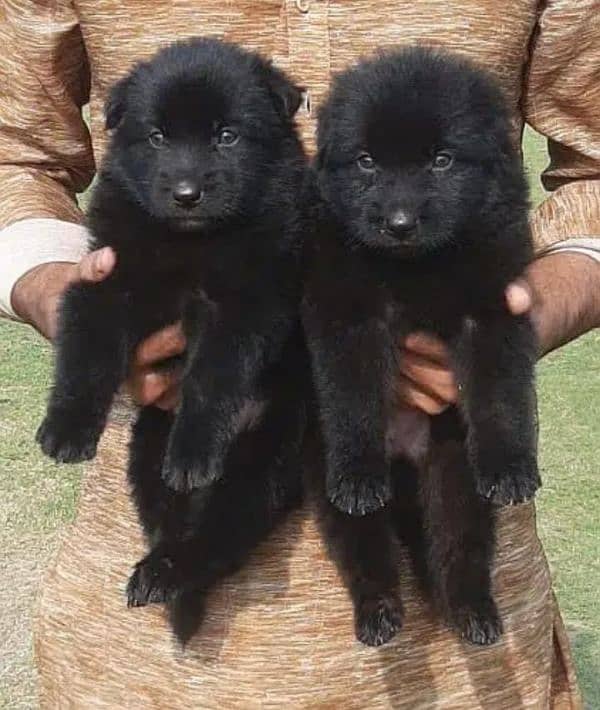 Black shepherd puppies 0