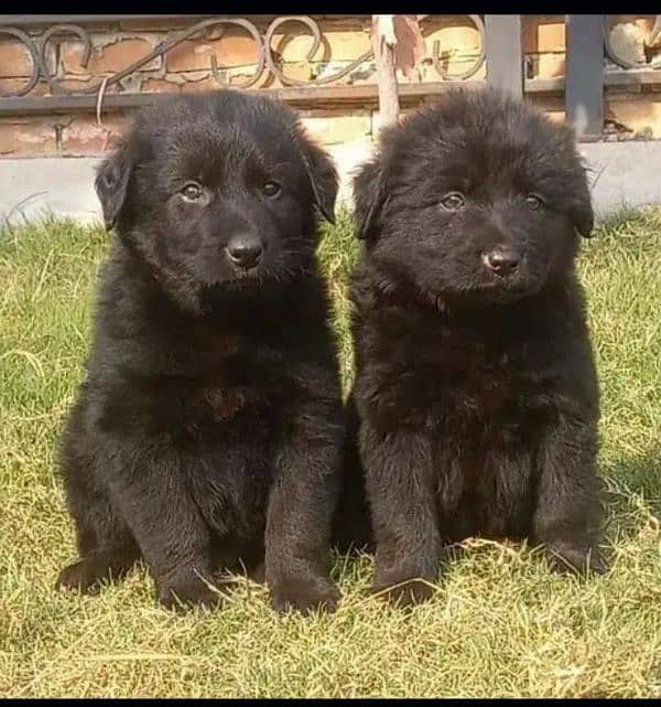 Black shepherd puppies 1