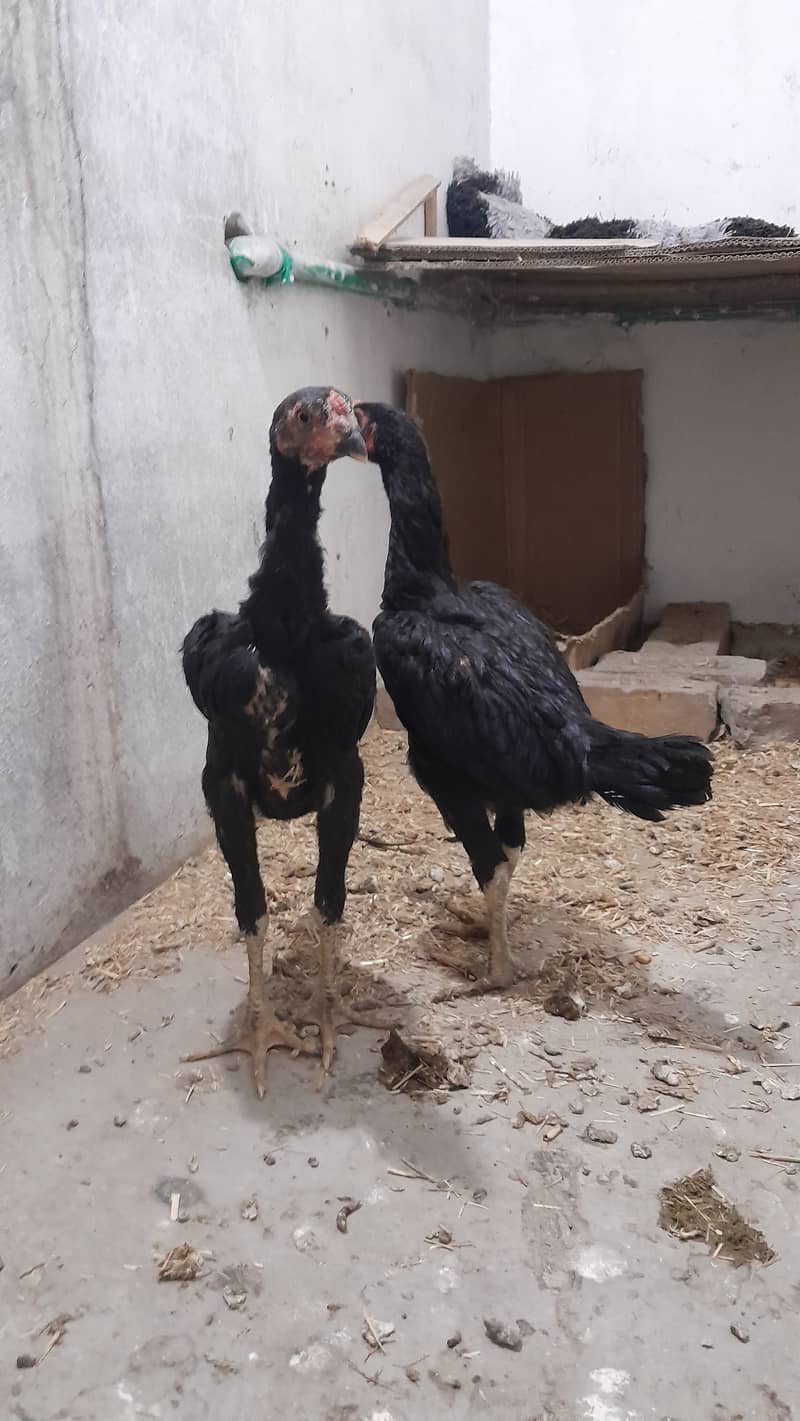 black shamo pair age 3 months 03109500907 whatsapp 0