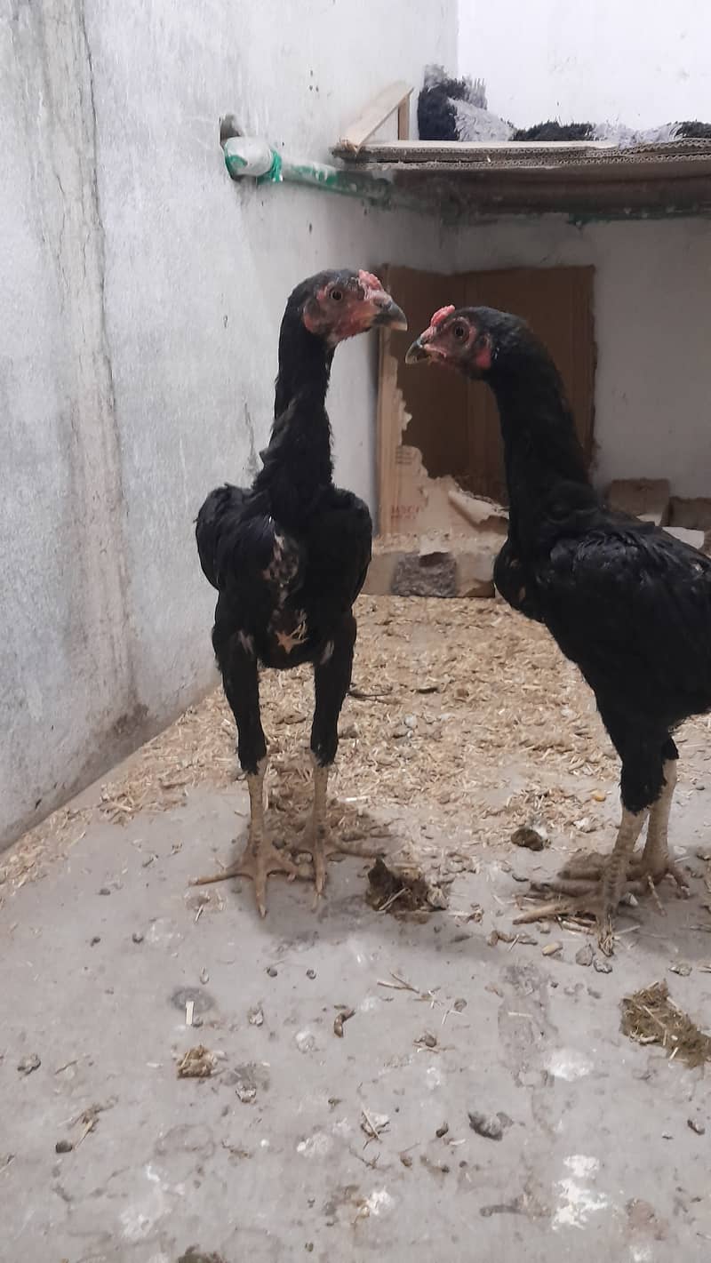 black shamo pair age 3 months 03109500907 whatsapp 1