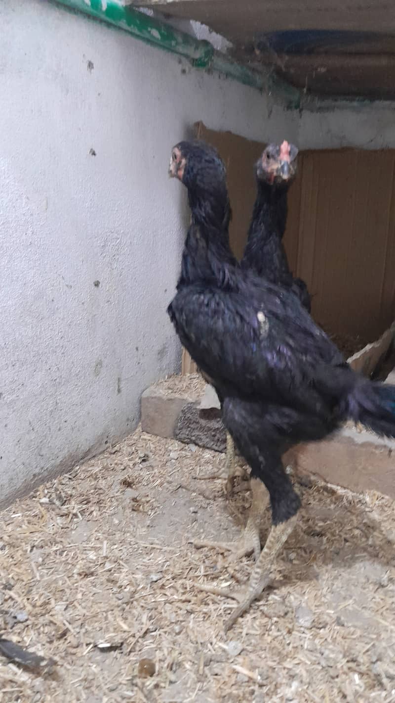 black shamo pair age 3 months 03109500907 whatsapp 2