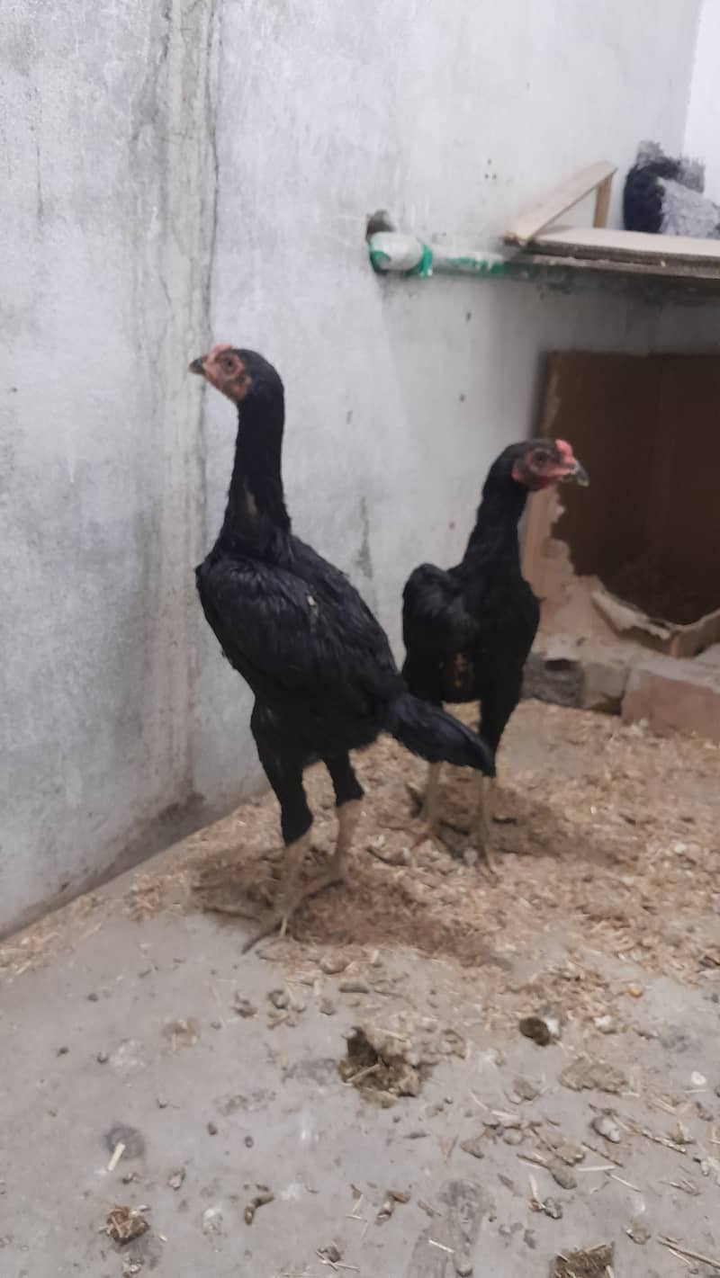 black shamo pair age 3 months 03109500907 whatsapp 4