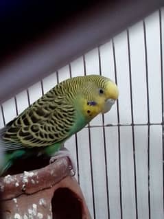 budgie pair with iron cage