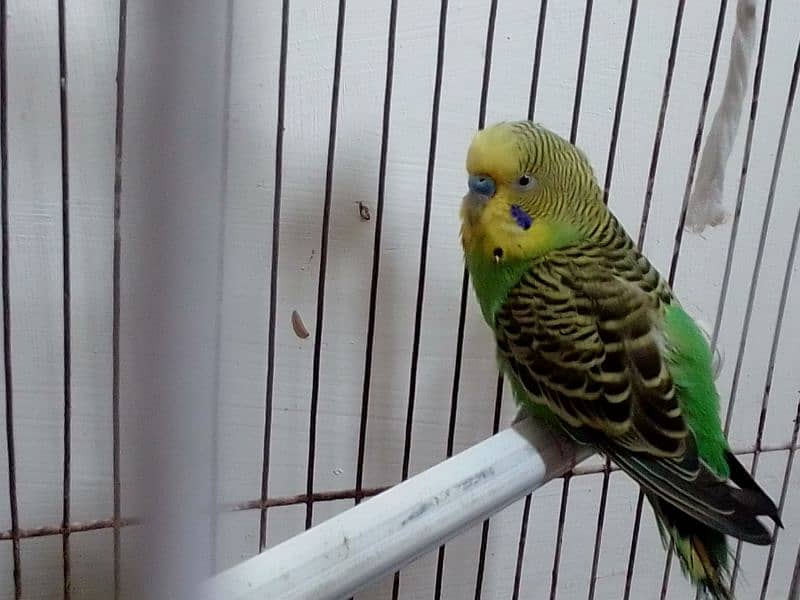 budgie pair with iron cage 1