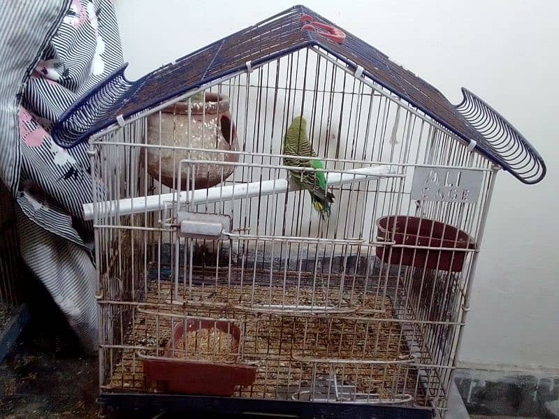 budgie pair with iron cage 2