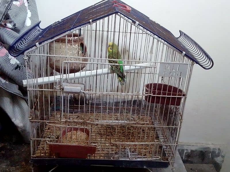 budgie pair with iron cage 3