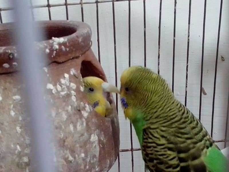 budgie pair with iron cage 4