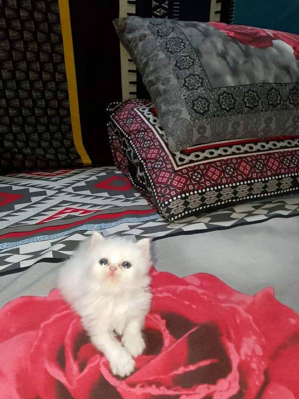 Persian cat 2 month age 1