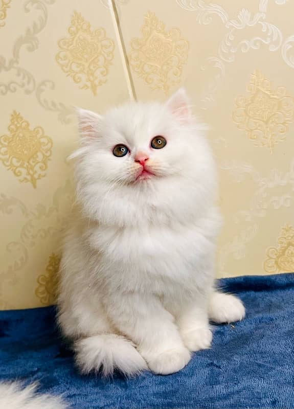 Persian/cats/kittens/Babies/ Available for sale 0