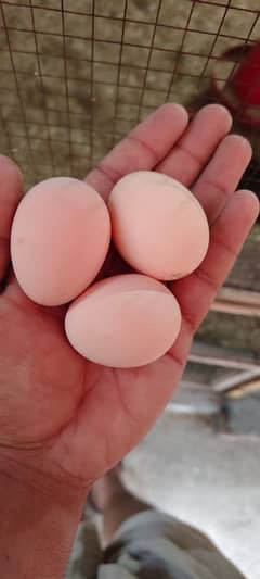 Pure desi and Golden misri eggs