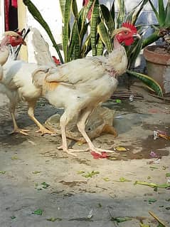 2 Gangay Murgay White