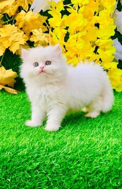 high quality kitten|Punch face Kittens|persian cat|cute|tripple|fluff