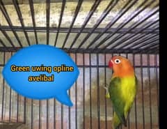 green euwing opline pelfelow male avelibal watsapp 03127731887