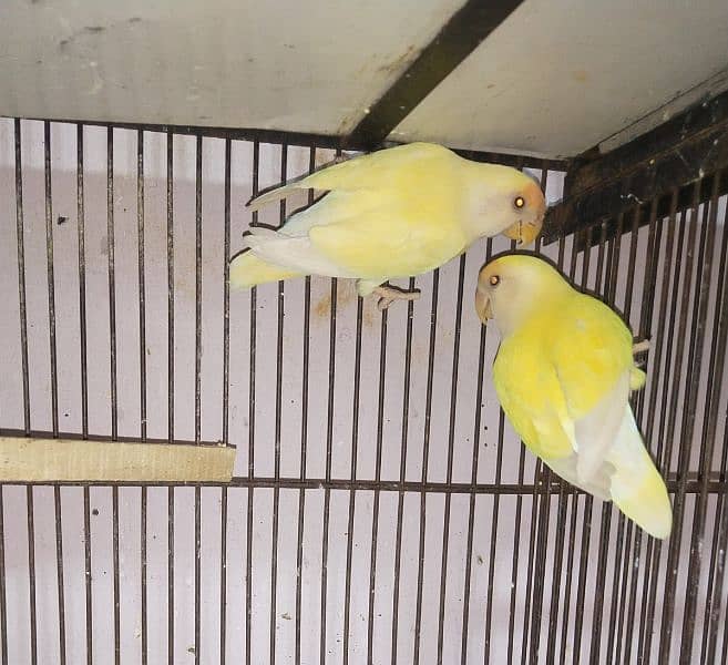 Full healthy and Active Birds available 7