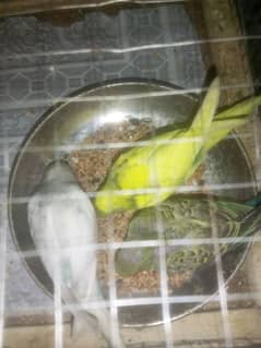 Australian Parrotts / Buggies for Sale