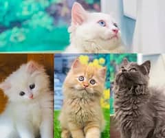 Triple Coat Punch Face ( 03175029356 ) Persian cats available