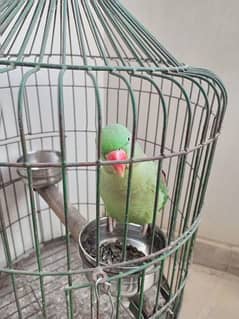 raw parrot female