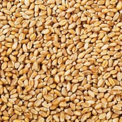 wheat gundum dilkash and Akbar 1 Maan 3,000