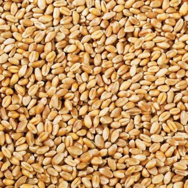 wheat gundum dilkash and Akbar 1 Maan 3,000 0