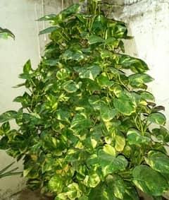 Money plant