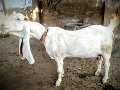 Gulabi Bakri