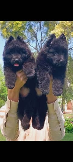 top quality black gsd proper long coat pair available for sale