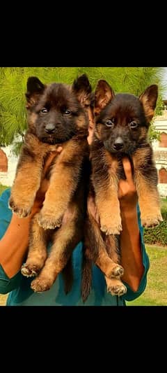 top quality gsd proper long coat pair available for sale