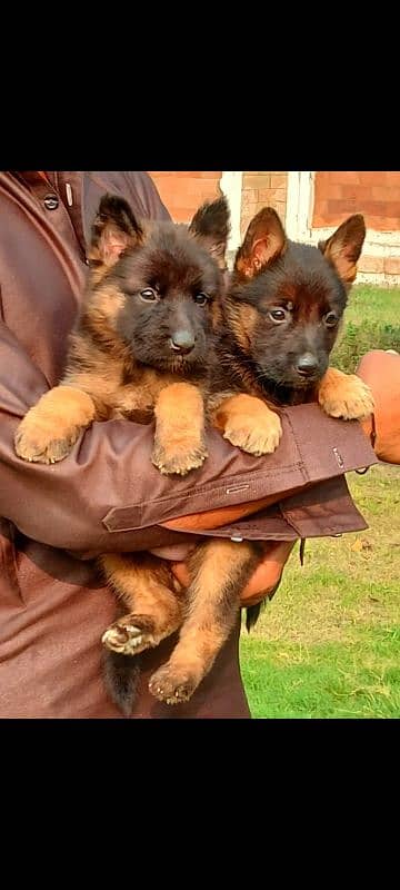 top quality gsd proper long coat pair available for sale 1