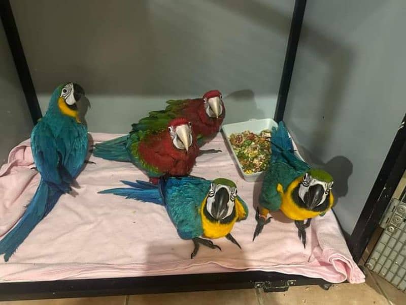 macaw parrot chicks available for sale farms house official 11