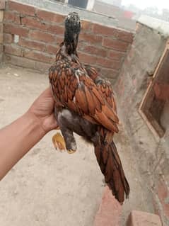 Peelay Miawali Aseel Chicks 3 Months old