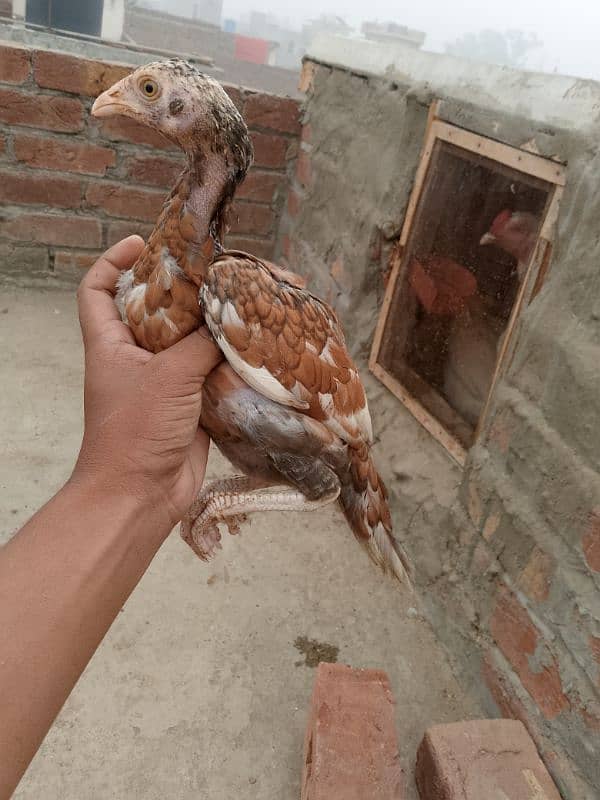 Peelay Miawali Aseel Chicks 3 Months old 6